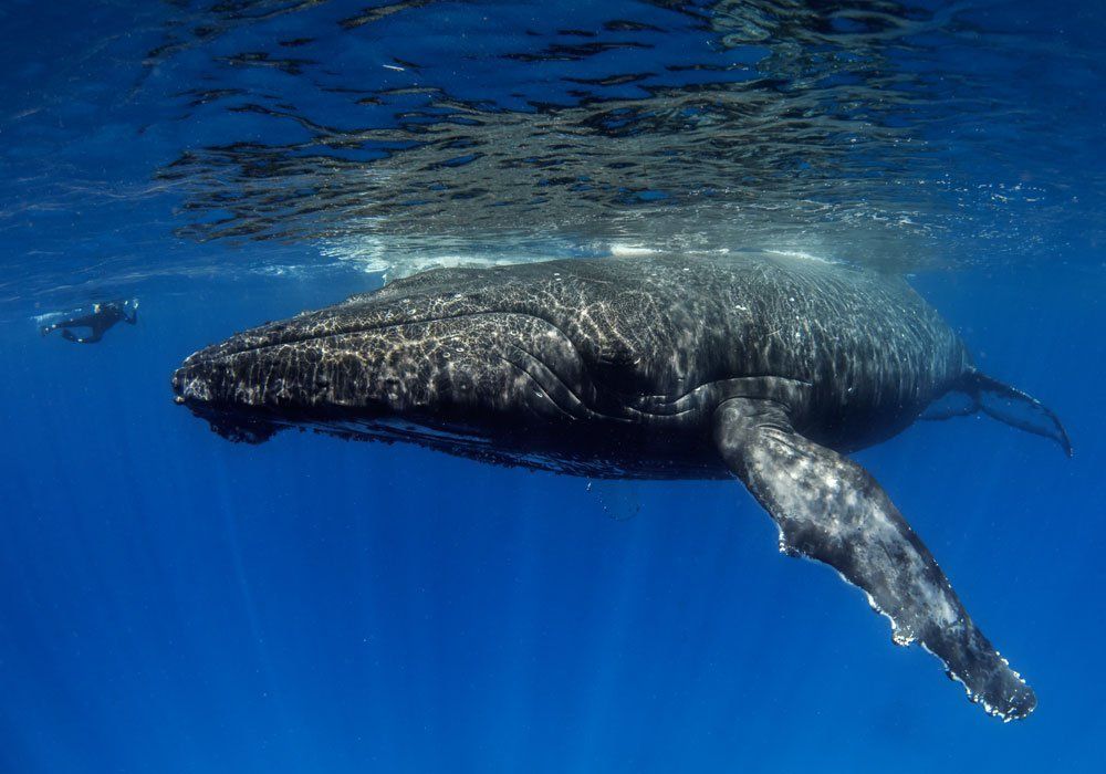 huge whale