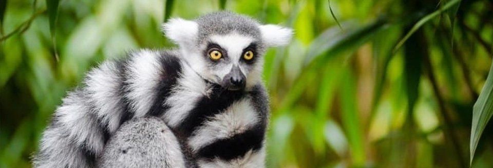 madagascar leema