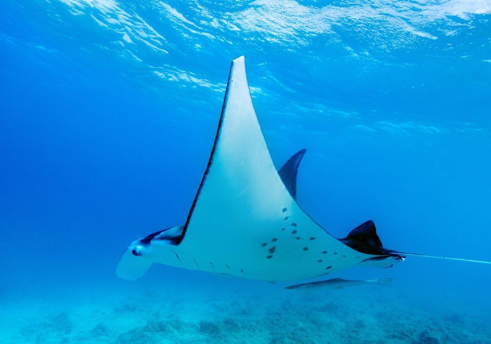 sting ray