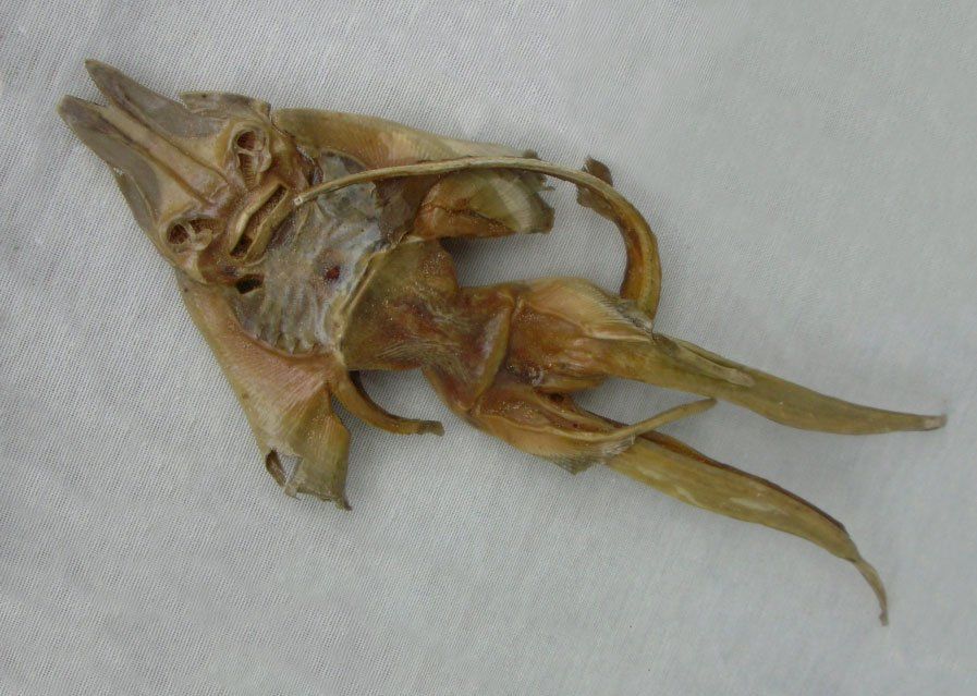 mermaid hoax