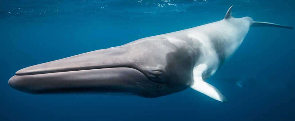 dwarf minke whale dwarf minke whale