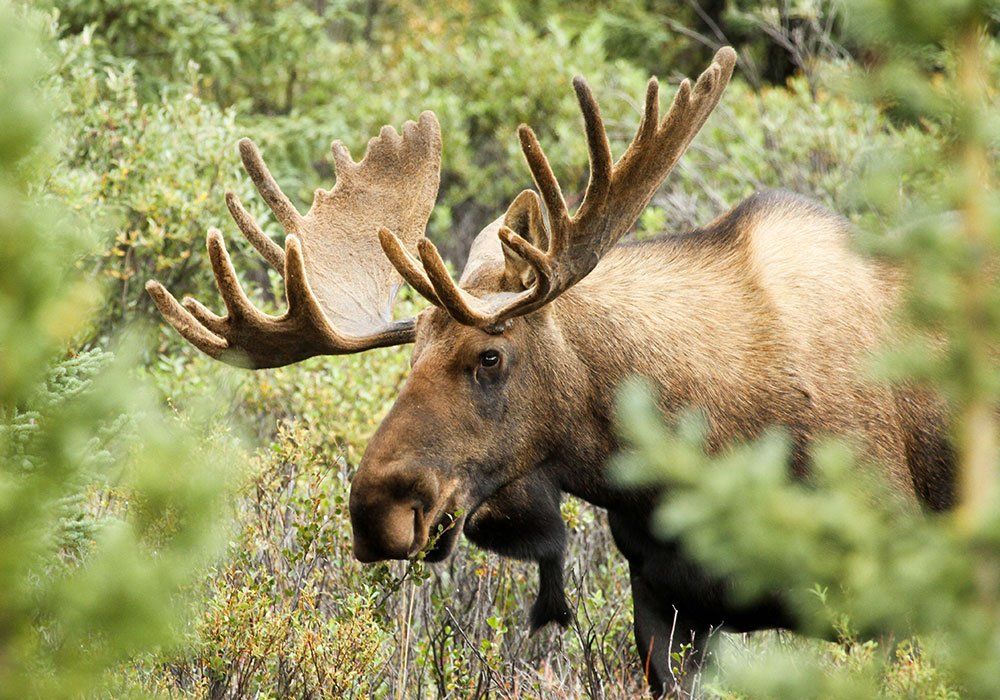 Bull moose in green brush with large antlers, side profile, in a forest setting