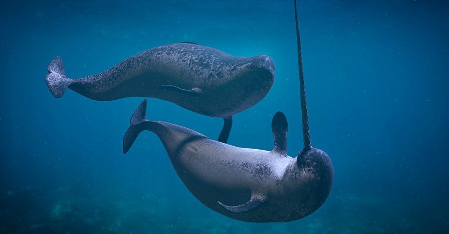 narwhals swimming