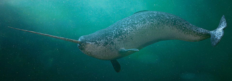 narwhal narwhal