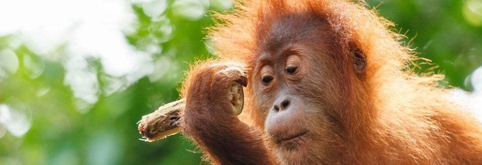 orangutan orangutan in tree