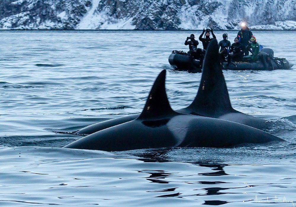 orca and divers