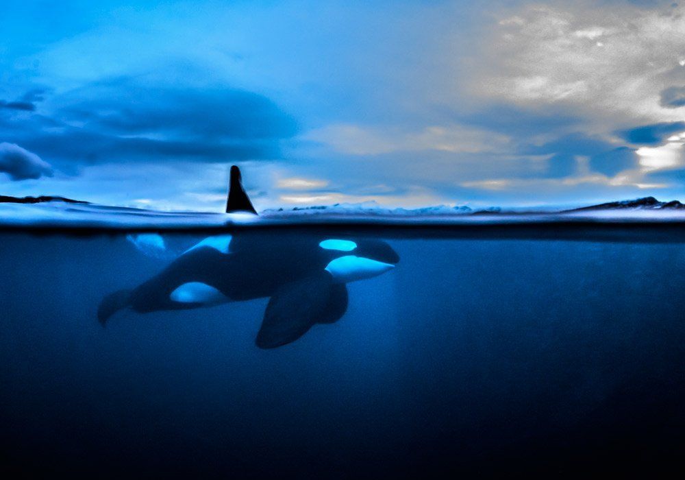 orca