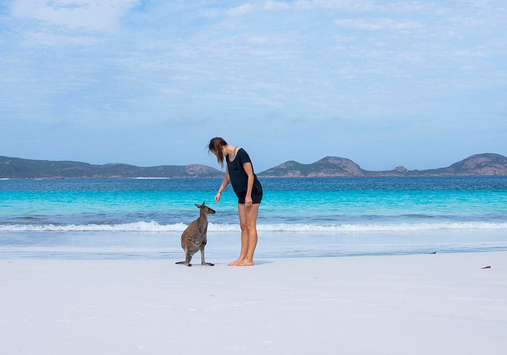 kangaroo on beach