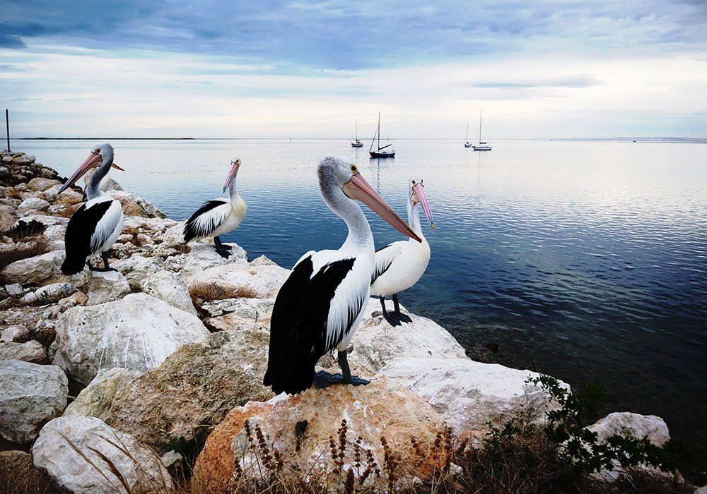 pelican