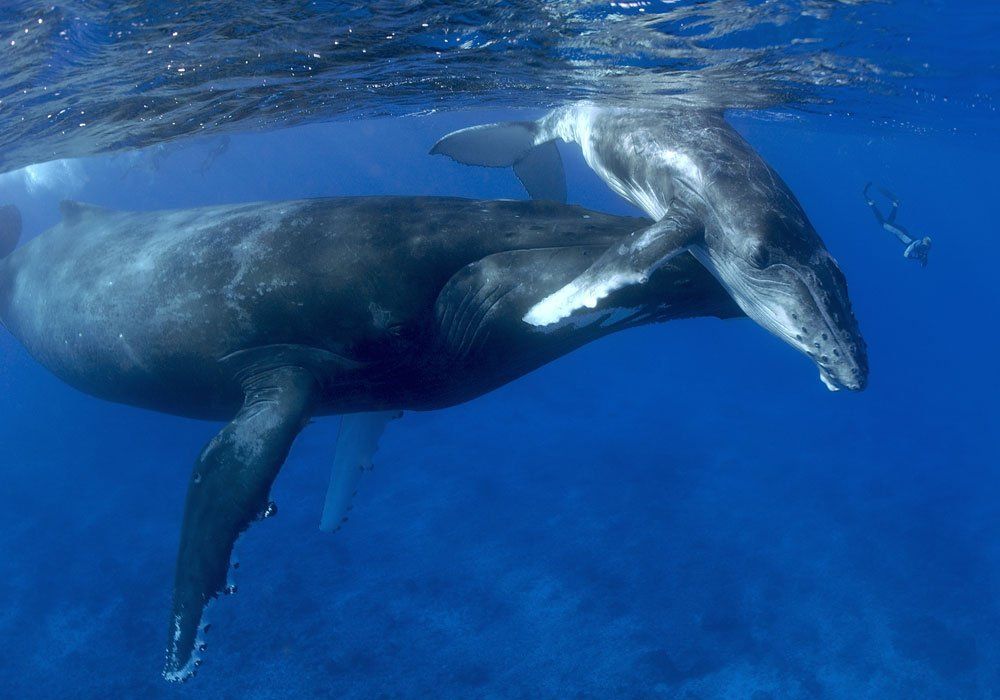 whaleswim whale swim