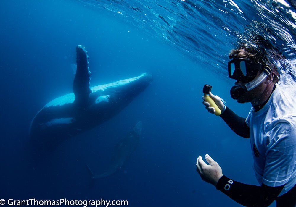 Snorkeler filming a whale underwater in blue ocean light