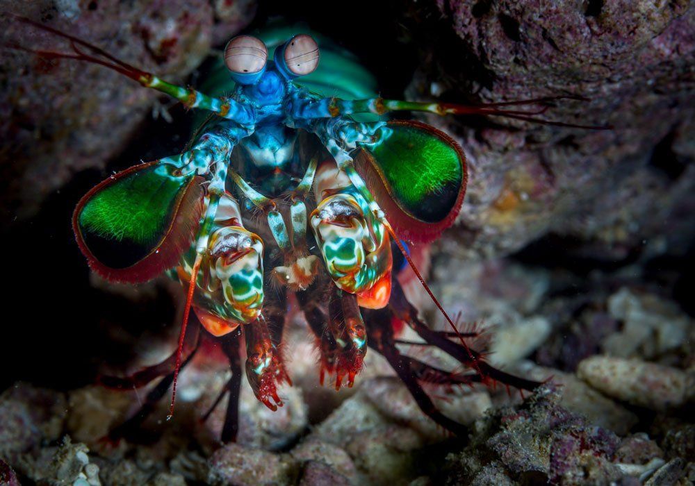 sealife