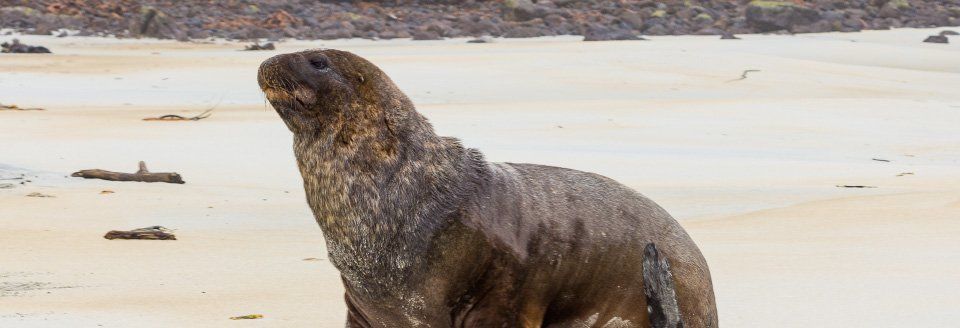 seal seal new zealand