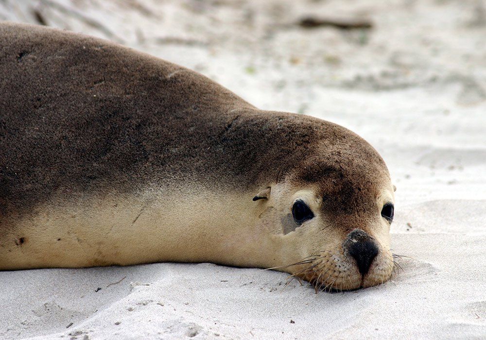 seal on beach
