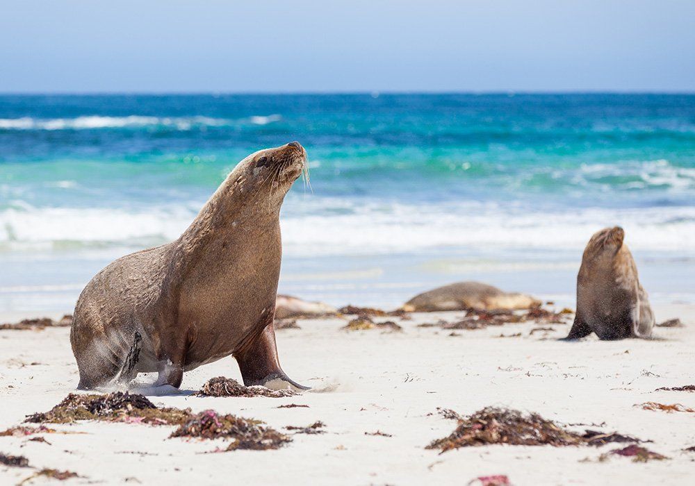 seals