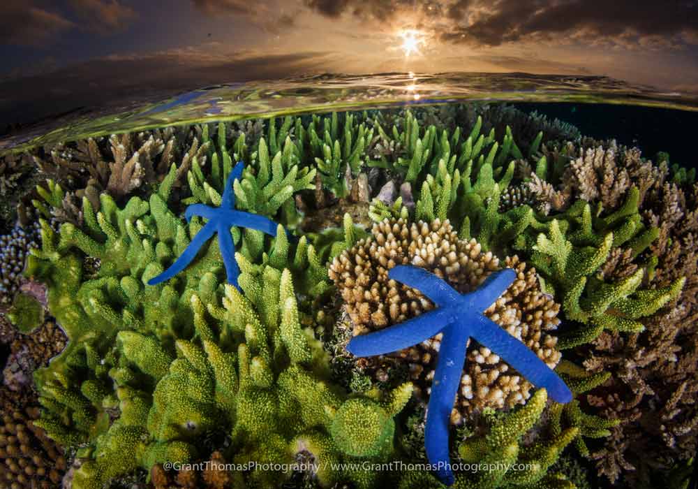 star fish reef