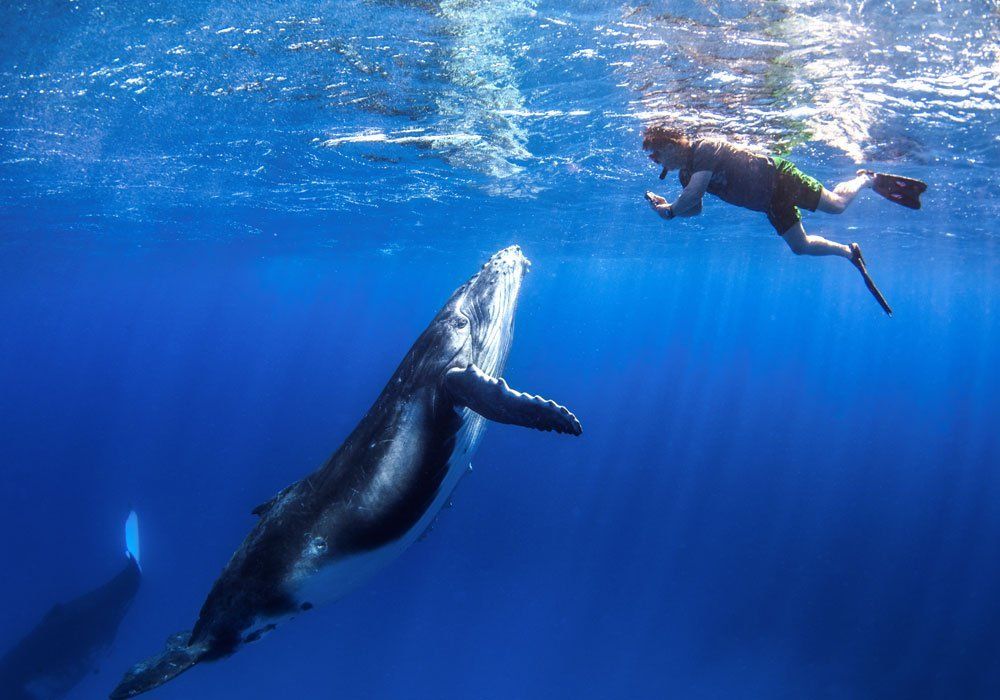 close up with whale