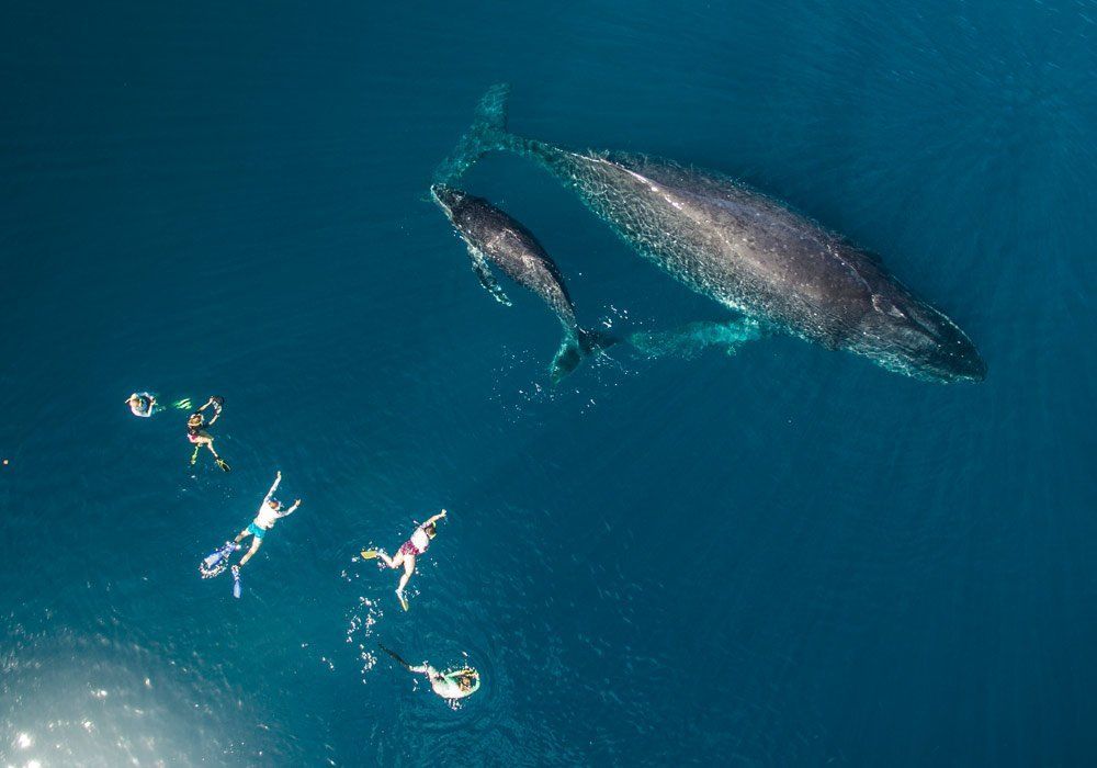 swimmers approaching whales