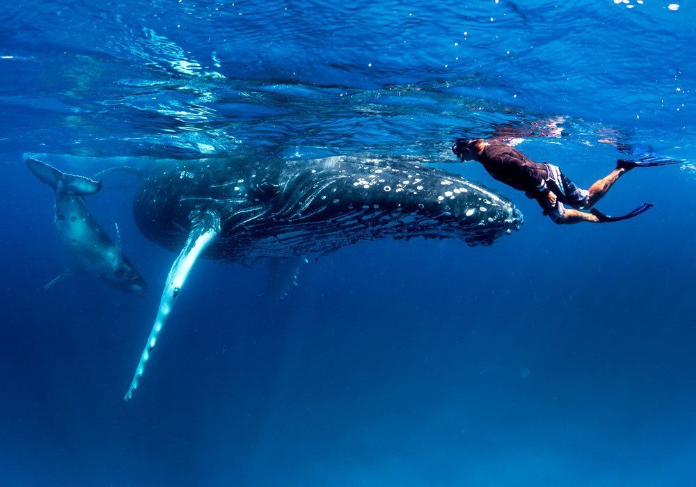 Whale shark swimming beside a snorkeler in clear blue ocean water