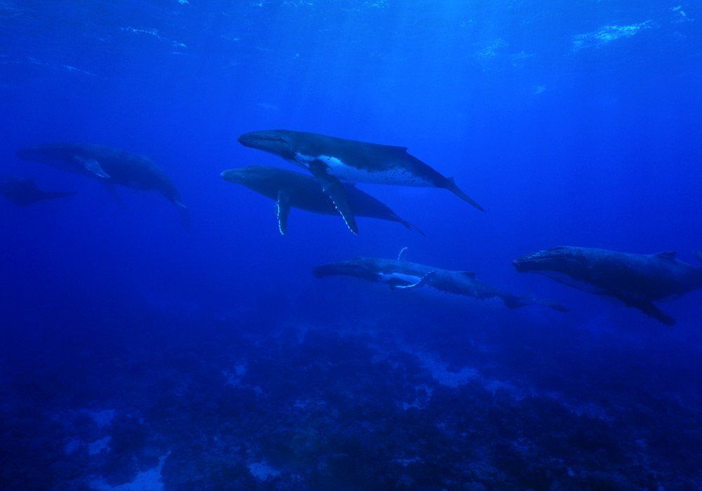 pod of whales