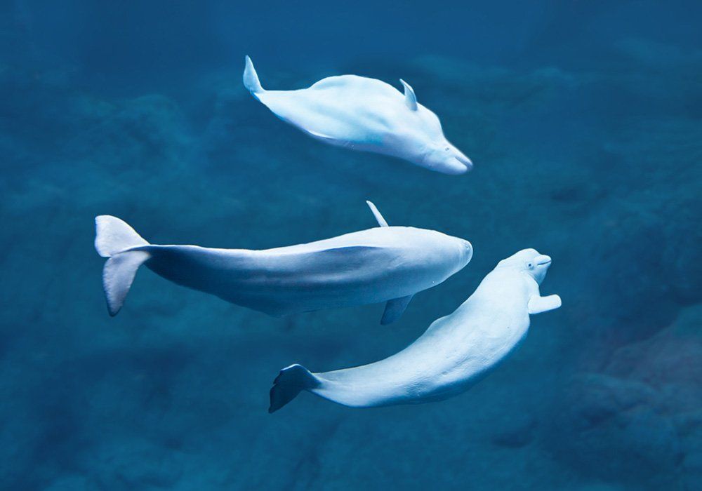 Three white dolphins swimming underwater in a blue ocean