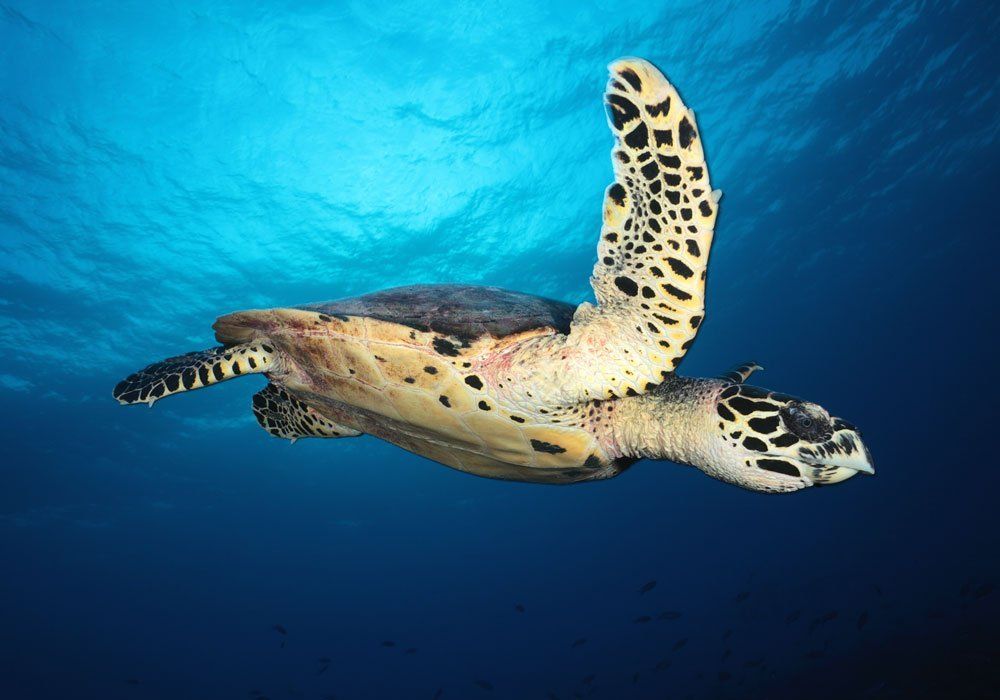 turtle
