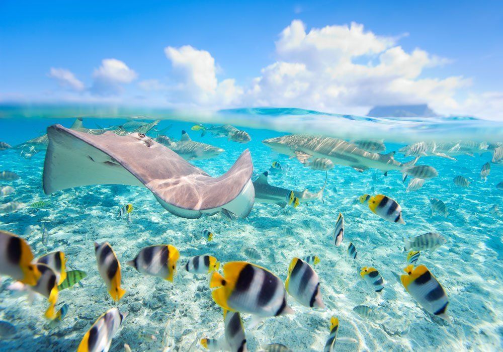 fish life in clear waters