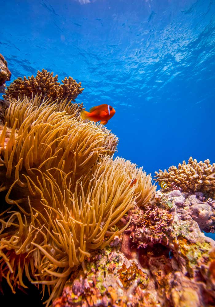 tropical reef