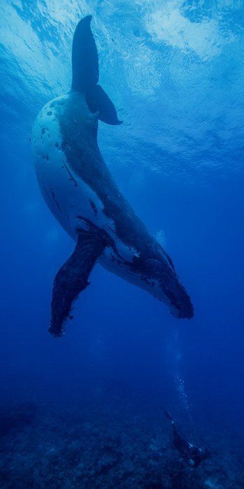 Manta ray swimming underwater in deep blue ocean