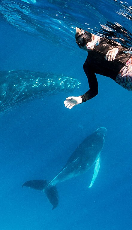 Person snorkeling above a whale in bright blue ocean water