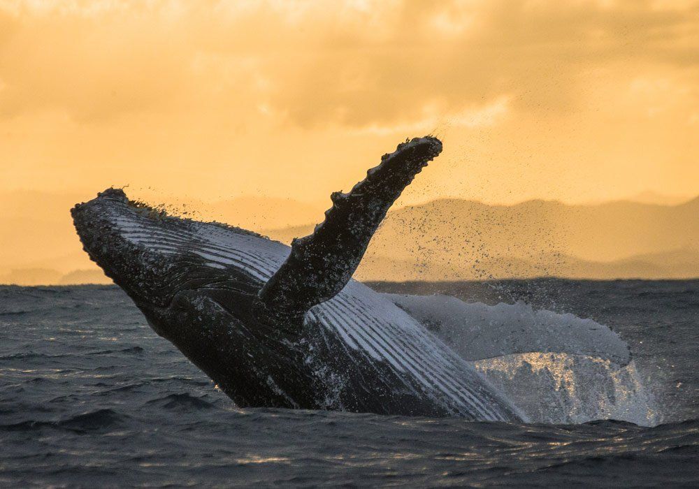 whale breaching