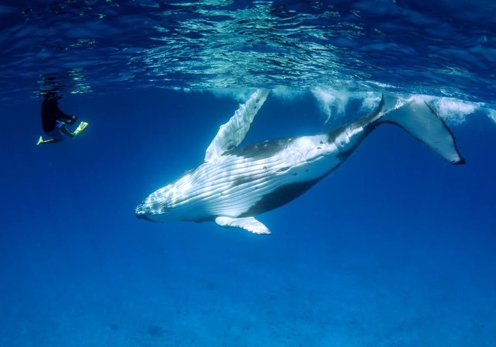 Diver swimming beside a humpback whale underwater in clear blue ocean
