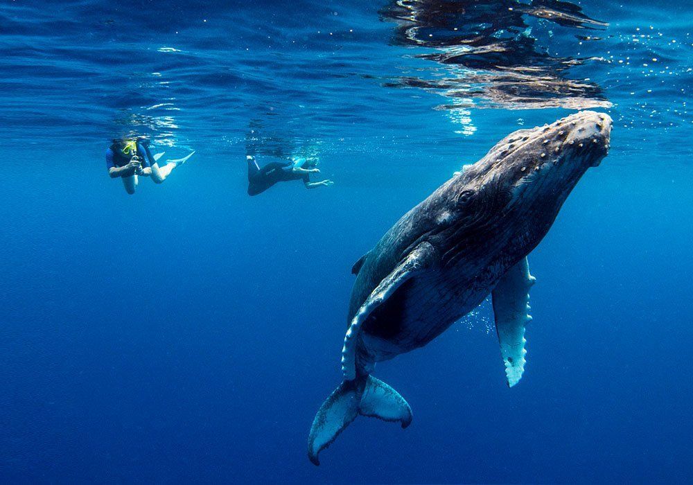 Whale swimming underwater near two snorkelers in clear blue ocean