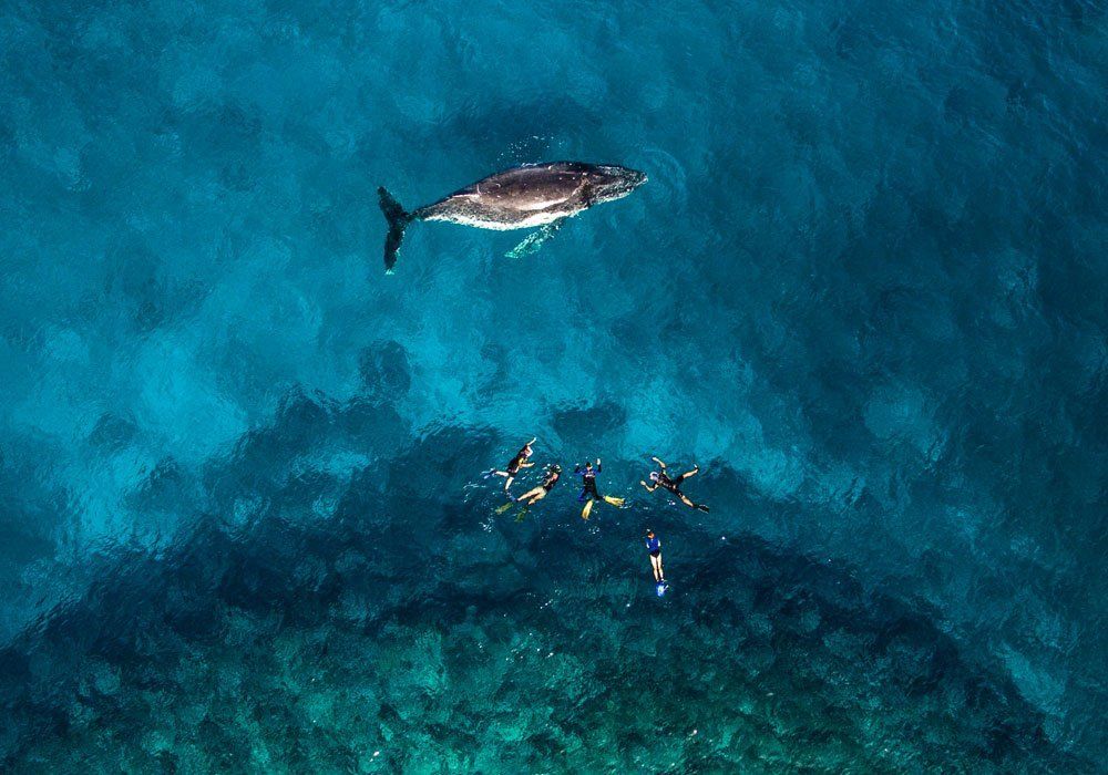 whale swim swim with whales