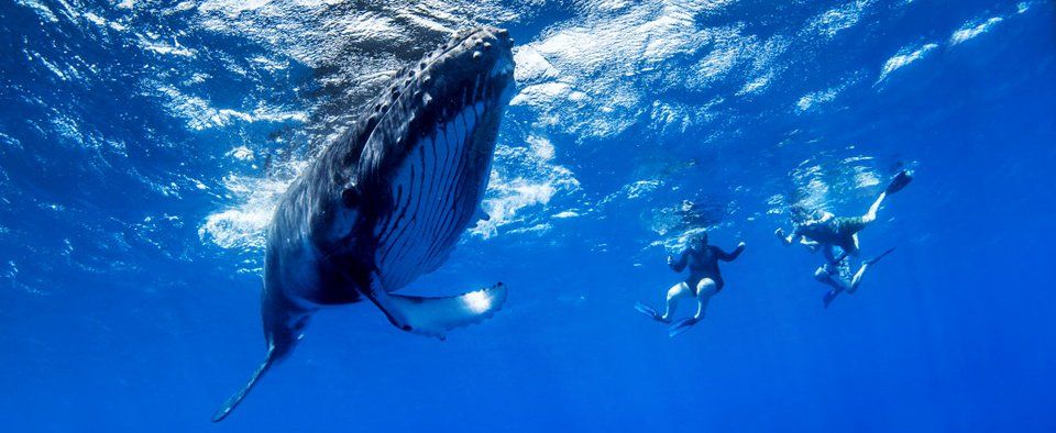 swimming with whales