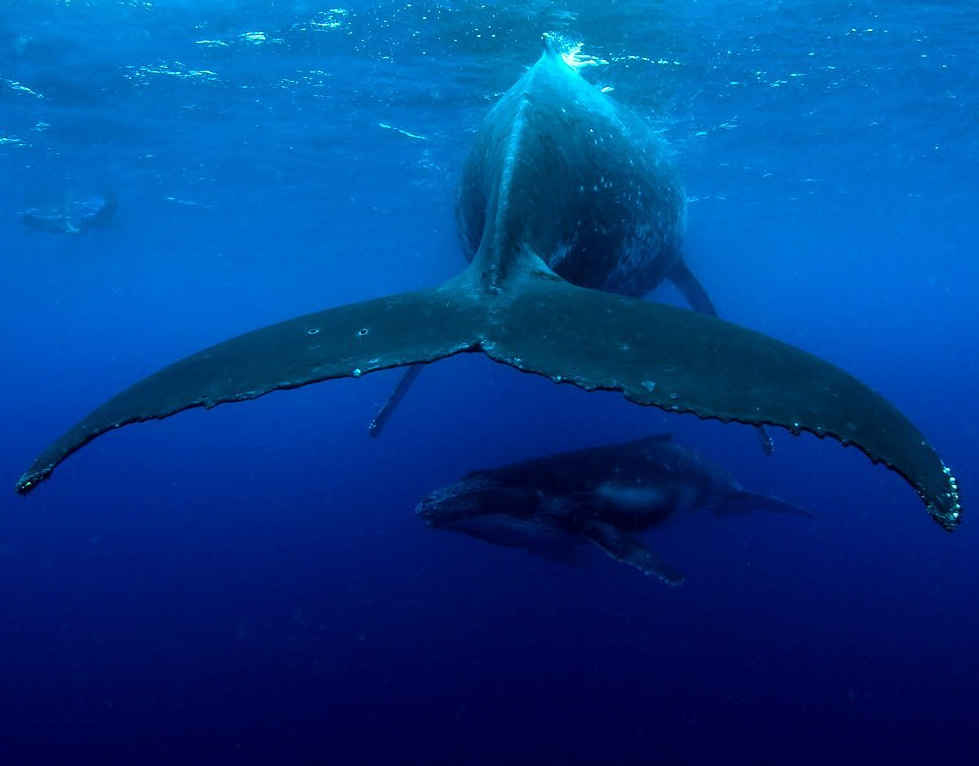 Two whales swimming underwater, seen from behind with the blue ocean fading into the distance
