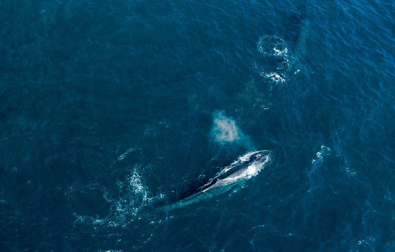 whales in Sri Lanka