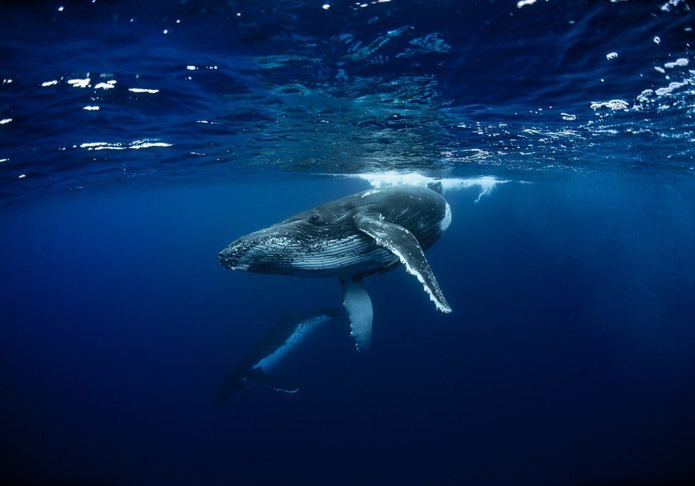 A humpback whale swims beneath the ocean surface in deep blue water.