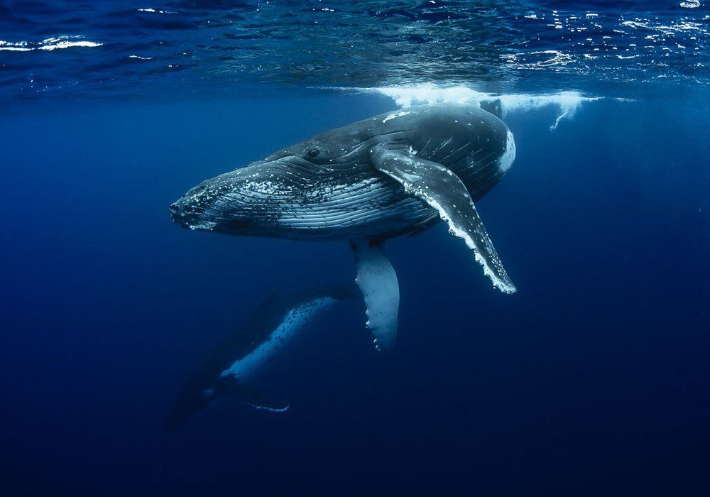 Humpback whale swimming just below the ocean surface in deep blue water