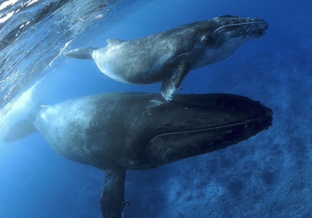 whale family