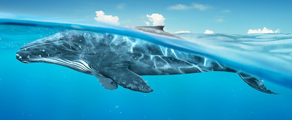 blue whale wondering whale
