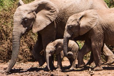Addo Elephant National Park