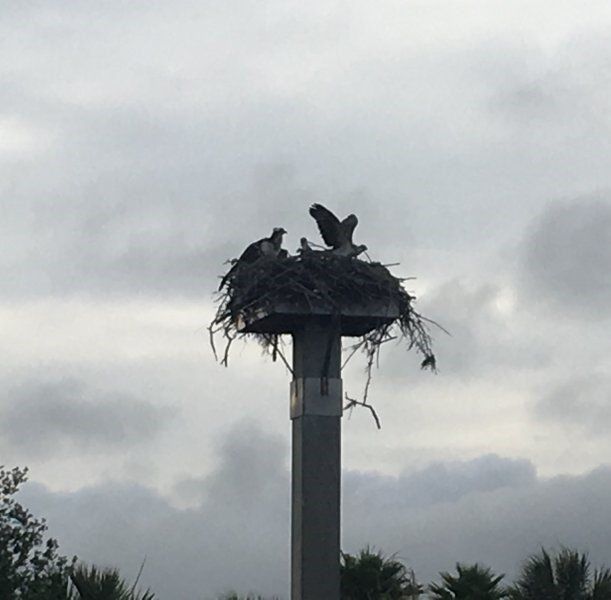 Osprey