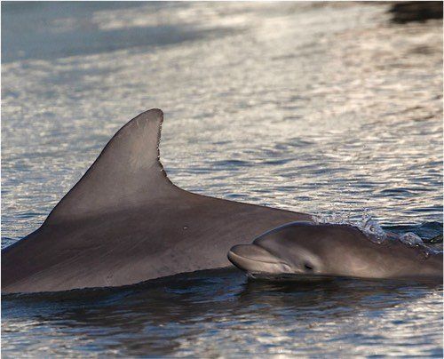 Encounter dolphins in their natural habitat, like this mother and baby dolphin swimming together on our nature tour!