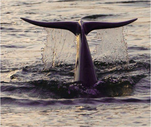 Diving bottlenose dolphin on Hilton Head cruise. Read testimonials from our dolphin tour customers.