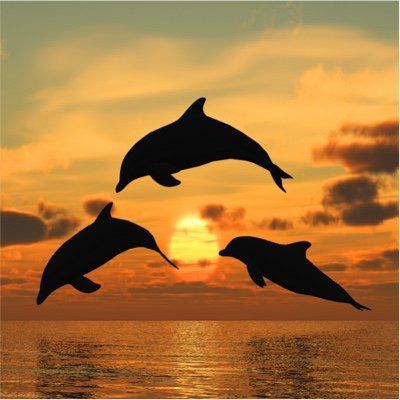Dolphin Tours and other family-friendly activities will be featured on our new blog. Tune in often to see the latest ideas for your vacation on Hilton Head Island! 