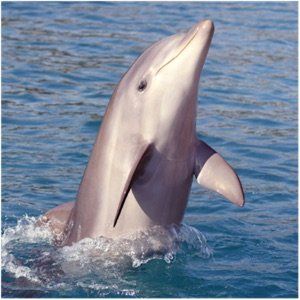 Wild bottlenose dolphin pops out of water on dolphin cruise near Hilton Head Island, SC