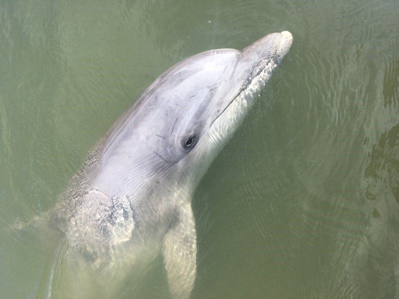 dolphin swimming