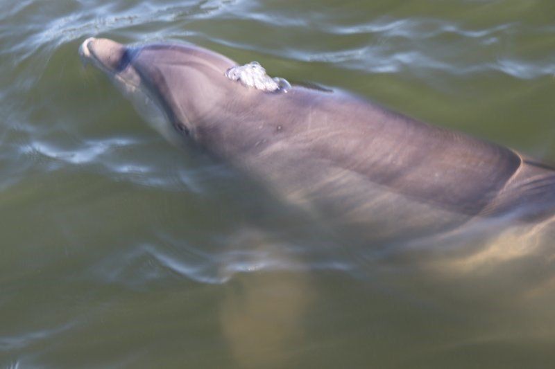 dolphin