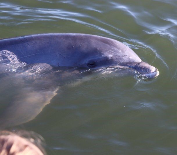 Dolphin swimming
